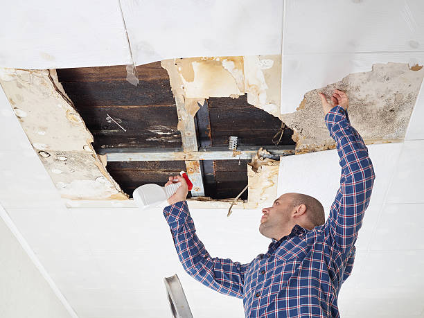  Forest Heights, TX Mold Removal Pros